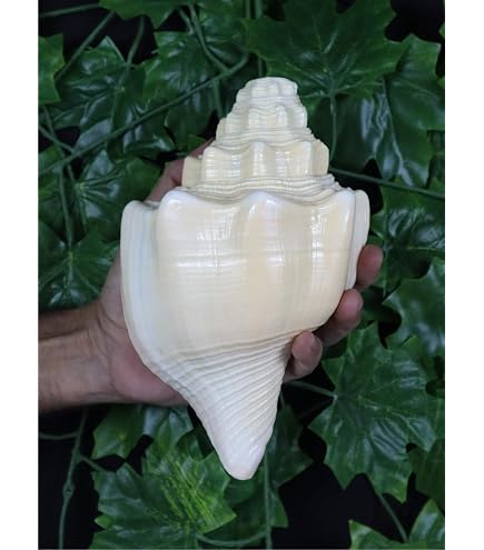Genuine Blowing Shankh 6" Inch | Vamavarti BAJNEWALA Dattatreya Sacred Pooja Shankh | Laxmi Narayan Hindu Ritual Shankhnaad | Spiritual Worship Shell For Aarti & Puja In Arabia | Whizz Conch Shells - 13