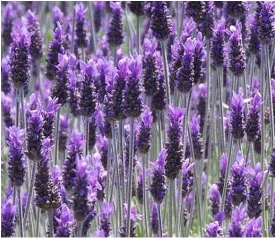 Lavandula dentata French Lavender 20 Seeds Garden