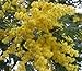 10 GOLDEN MIMOSA Acacia Baileyana Yellow Wattle Tree Flower Seeds *Comb S/H