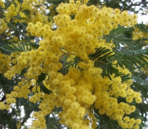 10 GOLDEN MIMOSA Acacia Baileyana Yellow Wattle Tree Flower Seeds *Comb S/H 10 GOLDEN MIMOSA Acacia Baileyana Yellow Wattle Tree Flower Seeds *Comb S/H