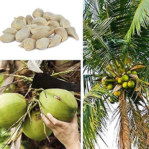Portal Cool 5Pcs Longan Seeds: Garden Various Heirloom Vegetable Fruit Seeds Non-GMO Edible Seeds Organic Plant - Thumbnail 3