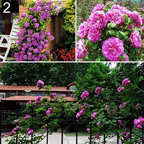 Gmgqsago 100 Pcs Climbing Rose Seeds Garden Home Balcony Fences Decor Plants Flowers - Purple