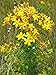 Seeds St John's Wort, Tipton's Weed, Rosin Rose, Goatweed, Organic Herb Seed
