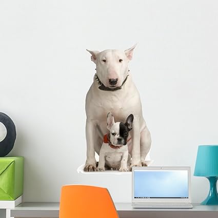 bull terrier french bulldog