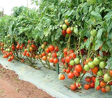 Arlo Vegetable seeds Arka Rakshak Tomato Seeds | F1 Hybrid | High Yielding | 300 Seeds