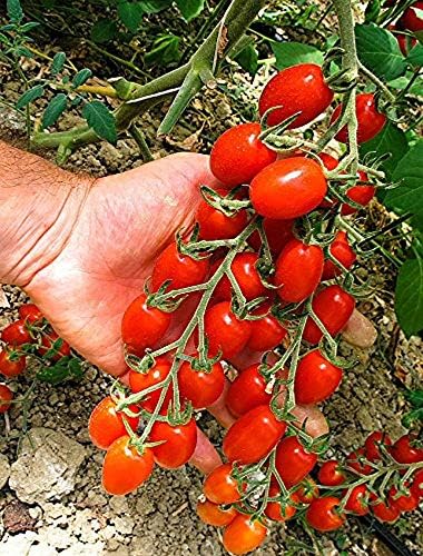 Viridis Hortus - Tomato Modus F1 35 Vegetable Seeds (Cherry Plum)