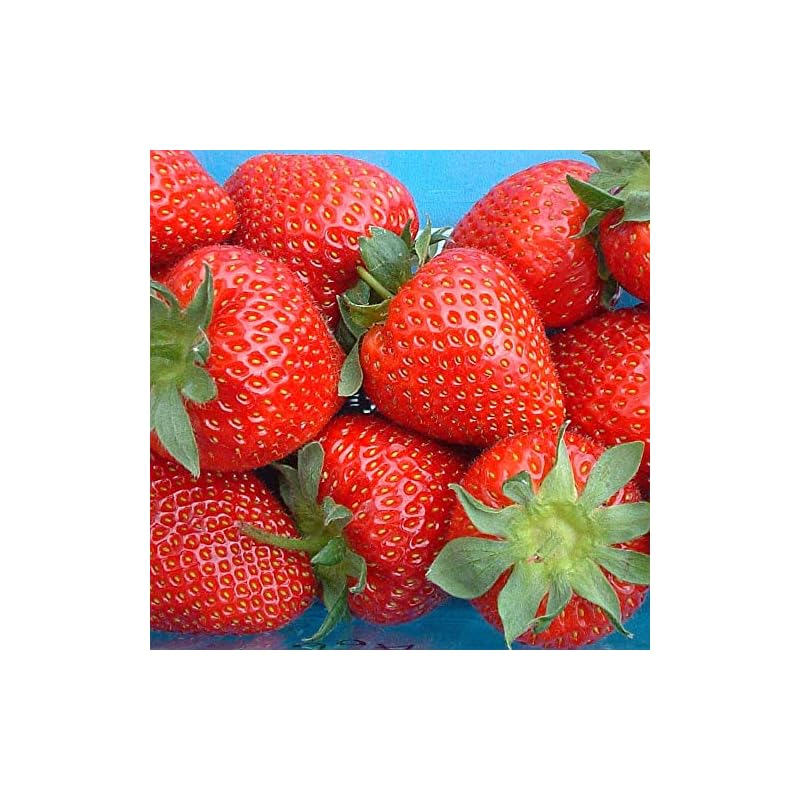Strawberry �Sweetheart� Bare Root Fast Growing Garden Bush
