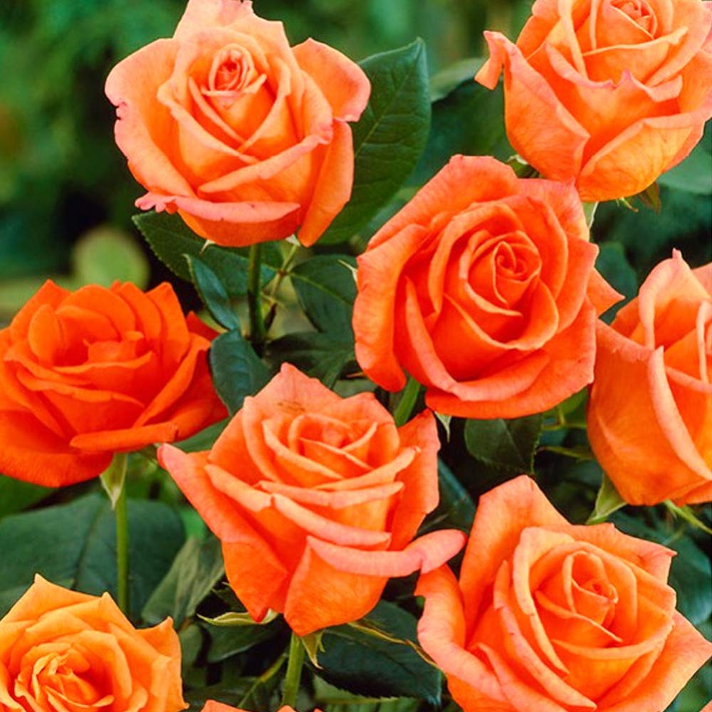 Bush Rose joro- Beautiful Fragrant Rose- Blooms in flushes Throughout The Season- for A Beautiful Garden