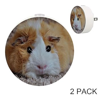 guinea pig lamp
