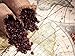 Peru Approcassi Cajamarca Fair Trade Shade Grown Organic Coffee Beans (Unroasted Green Beans, 5 Pounds Whole Beans)