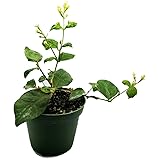 Jasmine Maid of Orleans Plant - 4" Pot