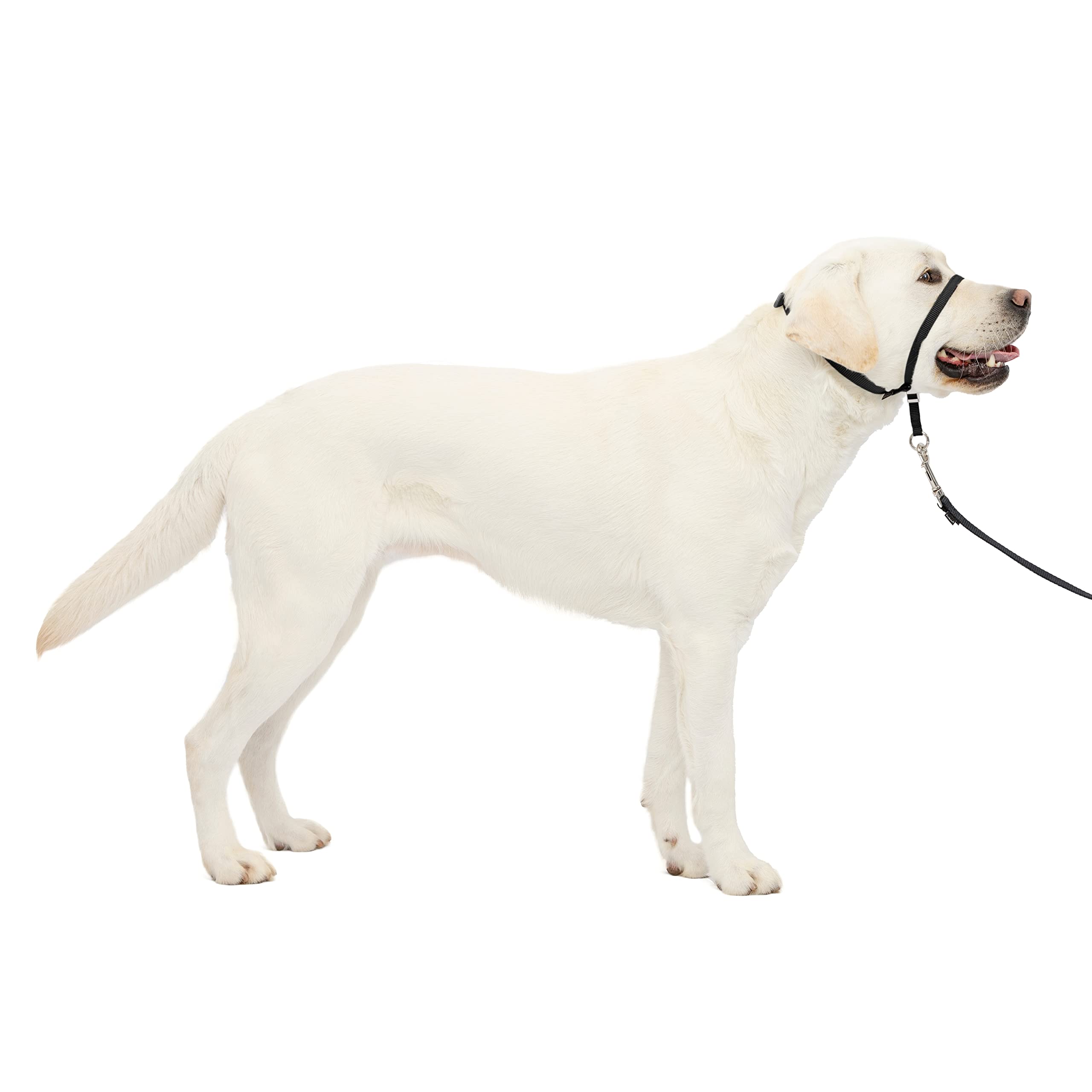 PetSafe Easy Walk Headcollar