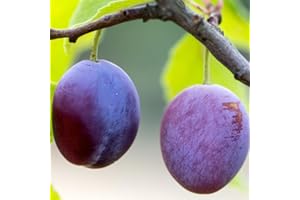 Canada Plum Seeds for Planting - 5 Seeds of Prunus Nigra, Native Canadian Fruit Tree, Cold Hardy