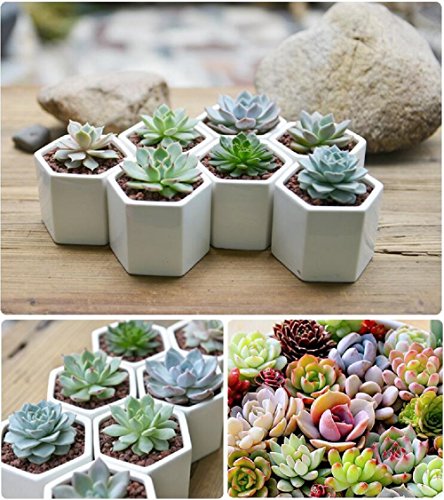 Ceramic Flower Pot,Y&M(TM) Pack of 7 White Simple Design Sucuulent Plant Pot/Cactus Plant Pot Flower Pot with Bamboo Tray/Container/Planter(Pack of 7 )