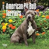 American Pit Bull Terriers 2018 7 x 7 Inch Monthly Mini Wall Calendar, Animals Dog Breeds (Multilingual Edition)