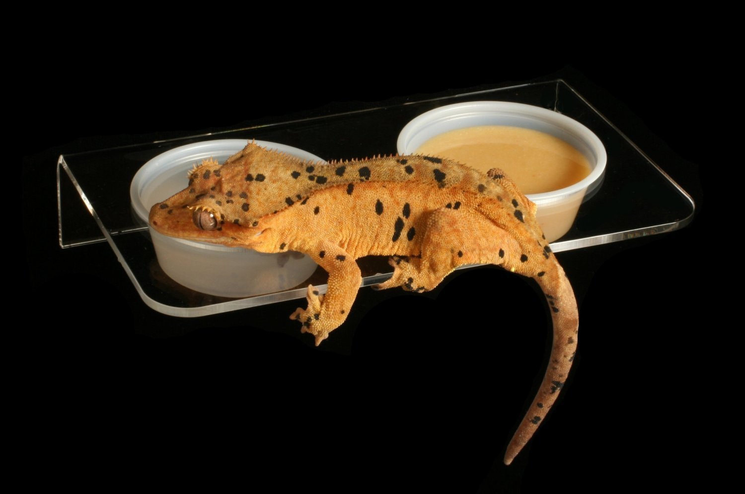 Pangea Acrylic Suction Cup Gecko Feeder Ledge (Large) for Lizards and Reptiles