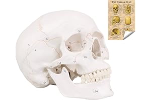 LYOU Human Skull Model, Numbered Skull Anatomy Model for Medical Professionals, Students & Teachers
