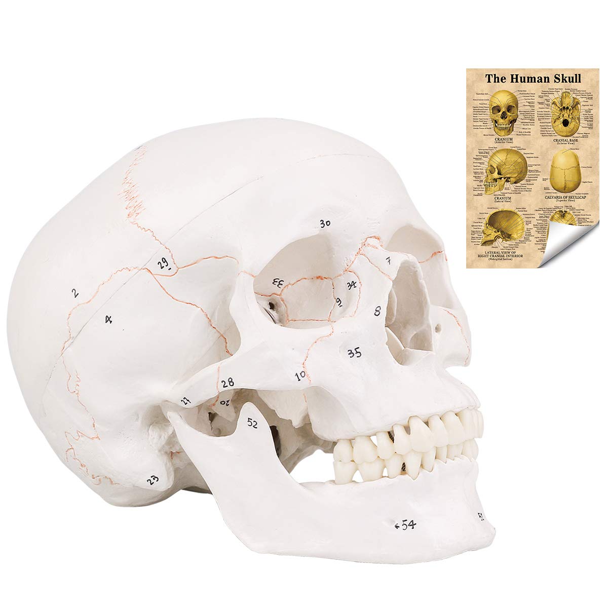 LYOU Human Skull Model, Numbered Skull Anatomy Model for Medical Professionals, Students & Teachers