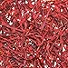 Indus Organics Saffron Strings, Grown in Kashmir Mountains, 1 Gm, Premium Grade, Hand Selected, Freshly Packed