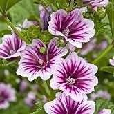 510 Common Mallow Seeds Malva Sylvestris Perennial Flower Seeds for Planting Separately Packaged