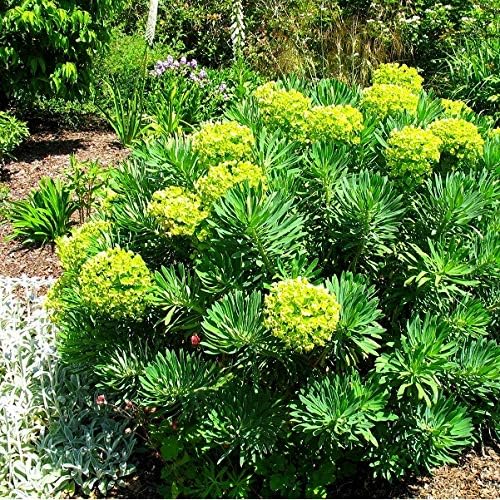 6 X Euphorbia Characias Garten Wolfsmilch Kleincontainer 9cm X 9cm Amazon De Garten