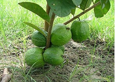 Green Paradise Live 1 Kg Thai Guava Plant Suitable For Bonsai