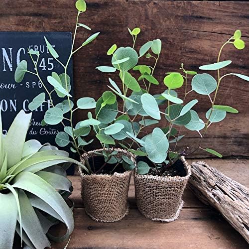 Amazon ポポラス ２個セット 花粉症に効く ゆらゆら ユーカリ 観葉植物 インテリア 観葉植物 オンライン通販