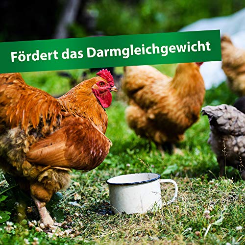 Röhnfried Darmwohl Voedingssupplement (250 ml) voor knaagdieren, pluimvee en kleine dieren, bevordert de spijsvertering… - Afbeelding 6