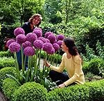 50 pcs Purple Giant Allium Giganteum Seeds 'Globemaster' - Garden Plant - Beautiful Flower Seeds