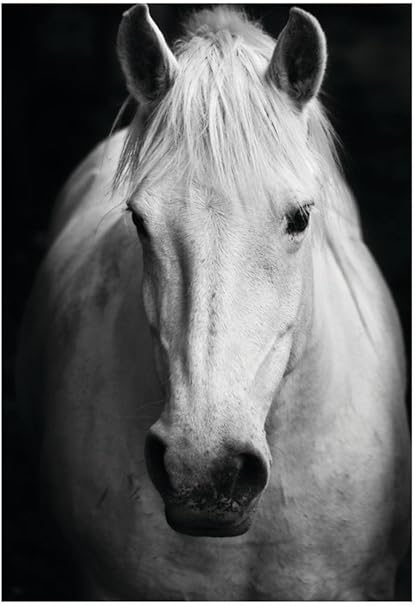 Amazon Com White Horse S Black And White Art Portrait Poster 13 X