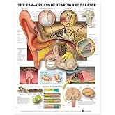 The Ear: Organs of Hearing and Balance Anatomical Chart