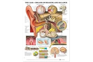 The Ear: Organs of Hearing and Balance Anatomical Chart