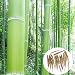 Egrow 100pcs Garden Evergreen Arbor Moso Bamboo Seeds Courtyard Phyllostachys Pubescens Plants by Edible Gard primary