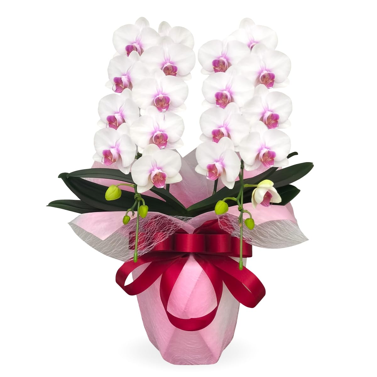 生花 胡蝶蘭 ミディ ルージュ2本立ち 紅白 ギフト お祝い 誕生日 母の日 長寿祝い 開店祝い お供え 胡蝶蘭専門店オーキッドハウス 【配送不可地域：北海道、沖縄、離島】商品画像