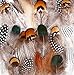 TommoT 180 Pcs 6 Style Chicken Feathers Assorted Mixed for Party Dress-ups and Dream Catcher Crafts