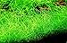 Greenpro Dwarf Hairgrass Live Aquarium Plants Tissue Culture Cup Freshwater Fish Tank Decorations