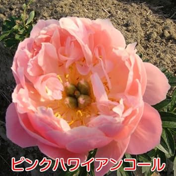 最新芍薬 品種 一覧 すべての美しい花の画像