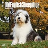 Old English Sheepdogs - 2017 Calendar 12 x 12in