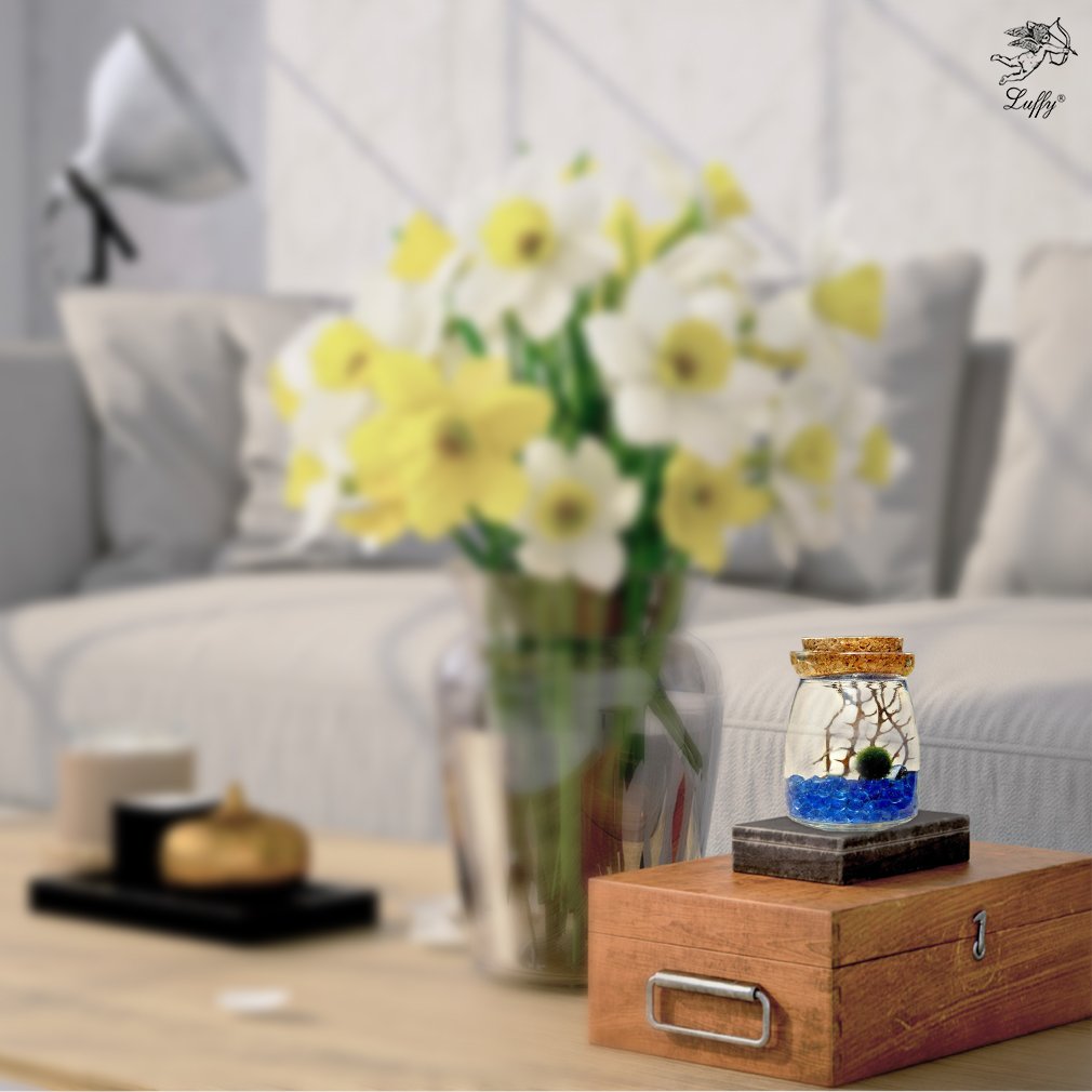 LUFFY Betta Balls: Live Marimo Plants : Natural Toys for Betta Fish : Aquarium Safe (Nano(Gift-Pack))