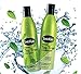 ShiKai Tea Tree Conditioner (24 oz) | Repair Hair, Refresh & Stimulate Scalp | With Revitalizing Peppermint, Tea Tree & Hydrating Jojoba Oil