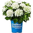 Blooming & Beautiful - Blushing Bride Bigleaf Hydrangea - 3 gal - Endless Summer - Deciduous Shrub - Showy White Blooms - Hardiness Zones 5-9 - Hydrangea macrophylla 'Blushing Bride’ - 3 Gallon Pot