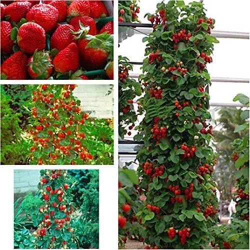 Asien Red 300 pcs Strawberry Climbing Strawberry Fruit Plant Seeds Home Garden New