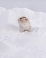 Niteangel Hamster Desert Bath Sand No-Dust 6 lb Small Pet Bathing Sand view 3