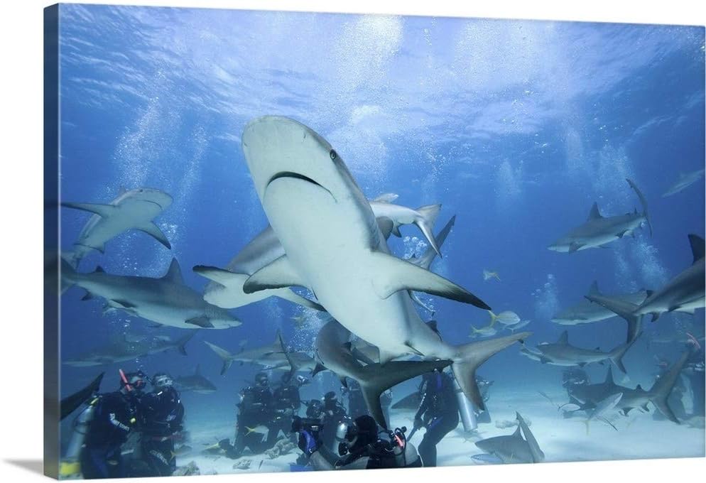 GREATBIGCANVAS Bahamas, New Providence Island, Scuba Divers and Caribbean Reef Sharks Canvas Wall Art Print, 3.