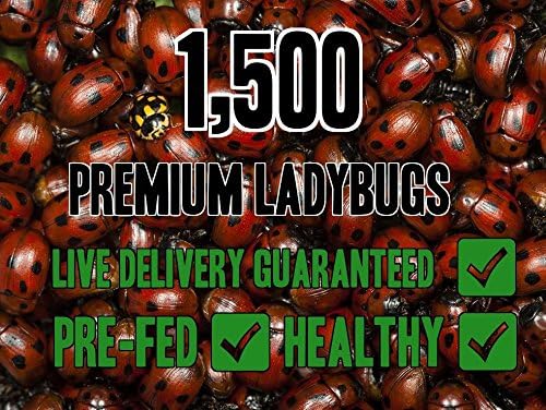 1500 Live Ladybugs - Good Beneficial LadyBugs - Guaranteed Live Delivery -Pre-Fed