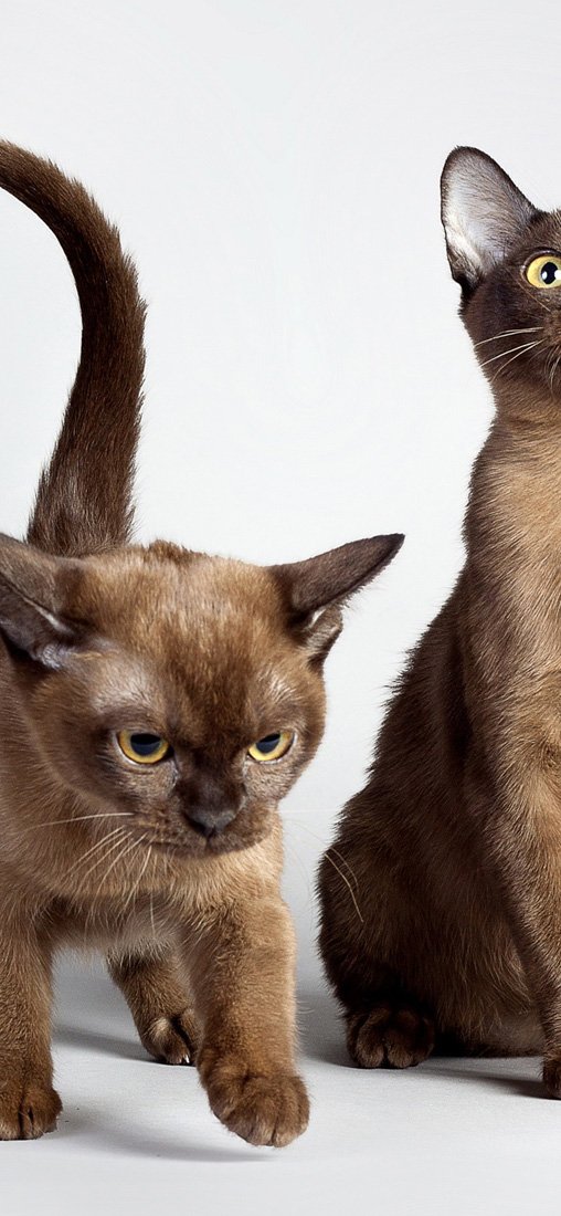 PeelitStickit Cat, Animal Wall Murals ID-062, vinyl