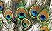 KAYSO Peacock Mini Tails Feathers, 25 Piece