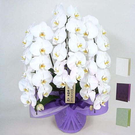 Amazon Co Jp Telehouse Exemorer Potted Flowers For Offering Phalaenopsis Orchid Set 3 Strands Of White And Cloth Cards More Than 36 Wheels Large Flowers Congratulations Electric Commemoration Memorial Electronics Mat 321 Saora