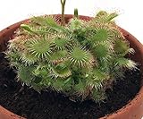 Spoonleaf Sundew Plant -Drosera spathulata- Carnivorous