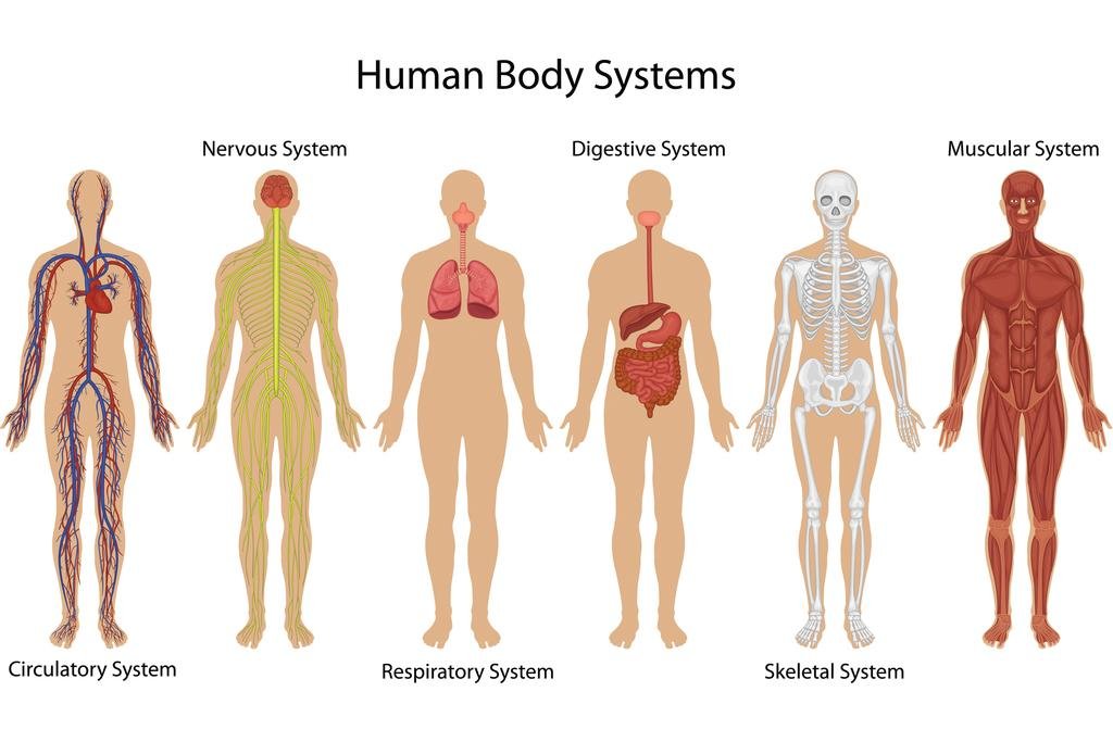 Amazon.com: Systems of Human Body Anatomy Chart Illustration Poster
